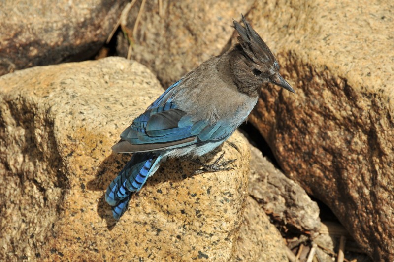 Steller's jay