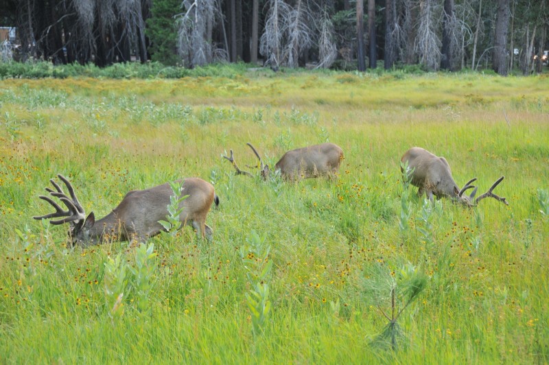 The mule deers