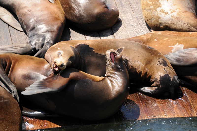 Sea lions