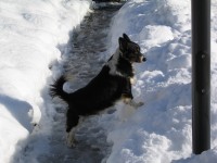 The snow dog