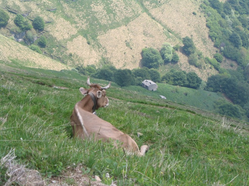 The sentinel cow